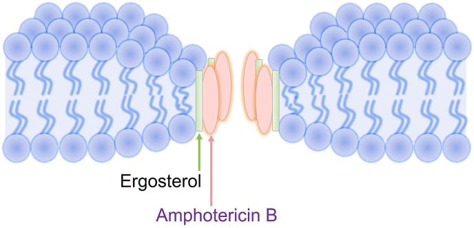 https://cdn.ncbi.nlm.nih.gov/pmc/blobs/608a/12022652/162bf86171d4/gr3.jpg