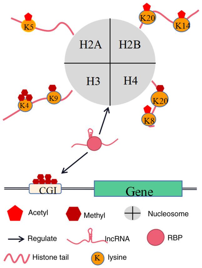 https://cdn.ncbi.nlm.nih.gov/pmc/blobs/608b/9478986/6544836eaf24/or-48-04-08390-g02.jpg