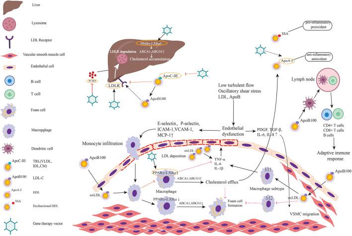 https://cdn.ncbi.nlm.nih.gov/pmc/blobs/608d/8602679/9e9a9917e060/fcvm-08-760140-g0002.jpg