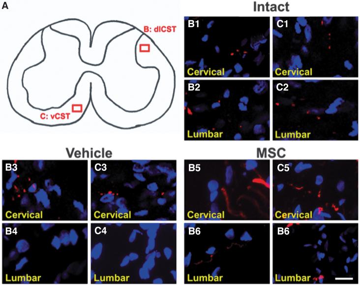 https://cdn.ncbi.nlm.nih.gov/pmc/blobs/608d/9734021/3bf815bdaf2e/neu.2022.0106_figure7.jpg