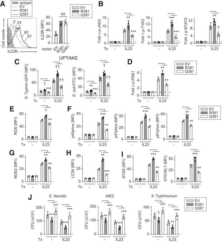 https://cdn.ncbi.nlm.nih.gov/pmc/blobs/608f/7490566/b036fbe02376/gr16.jpg