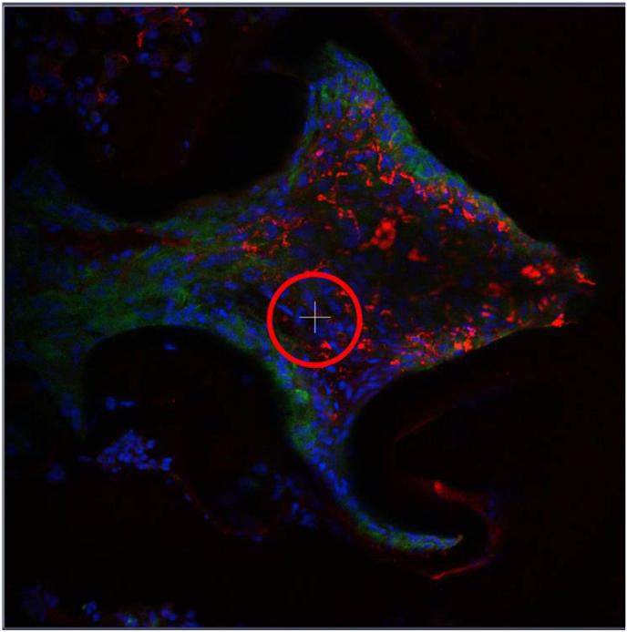 https://cdn.ncbi.nlm.nih.gov/pmc/blobs/6094/7856428/80d2c372f7d8/fx18.jpg
