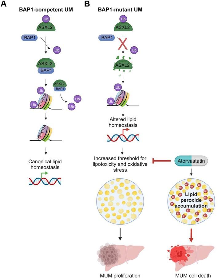 https://cdn.ncbi.nlm.nih.gov/pmc/blobs/6097/12040534/917dfd251f2a/PCMR-38-0-g004.jpg