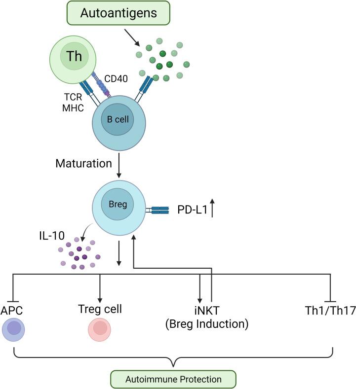 https://cdn.ncbi.nlm.nih.gov/pmc/blobs/609a/9795194/108bc825ad76/fimmu-13-1075813-g002.jpg