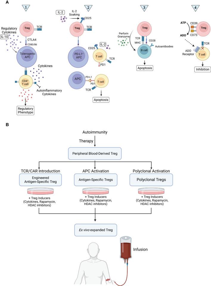https://cdn.ncbi.nlm.nih.gov/pmc/blobs/609a/9795194/5a94c152261b/fimmu-13-1075813-g001.jpg