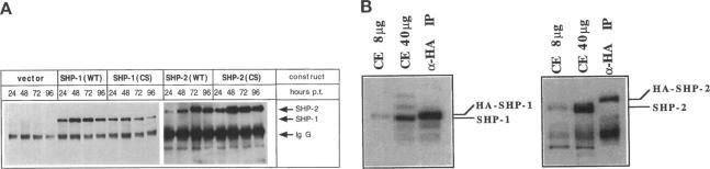 https://cdn.ncbi.nlm.nih.gov/pmc/blobs/609b/276177/a6805f58746c/mbc00007-0186-a.jpg