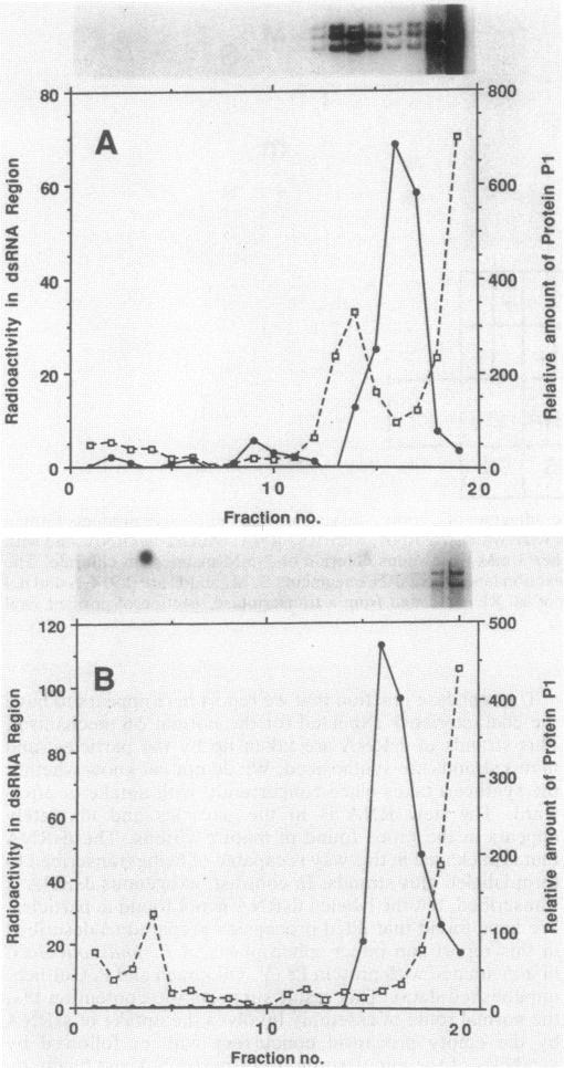 https://cdn.ncbi.nlm.nih.gov/pmc/blobs/609b/526894/0b67de7dccca/jbacter00164-0272-a.jpg