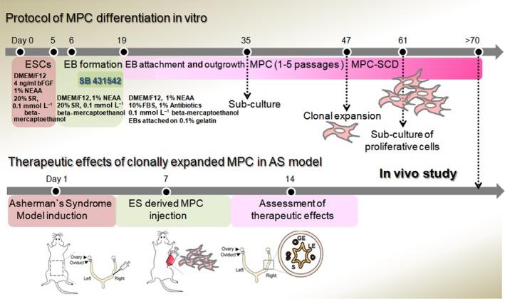 https://cdn.ncbi.nlm.nih.gov/pmc/blobs/609b/6536448/bcdb4645a760/CPR-52-e12597-g001.jpg