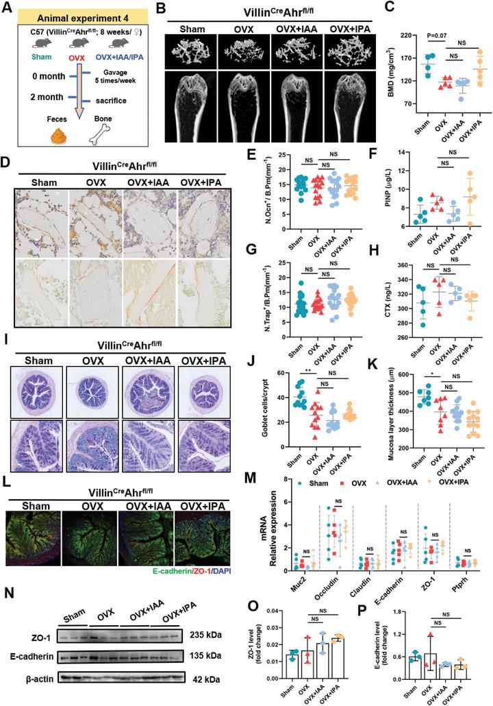 https://cdn.ncbi.nlm.nih.gov/pmc/blobs/609d/11423200/211b76eee81a/ADVS-11-2404545-g008.jpg