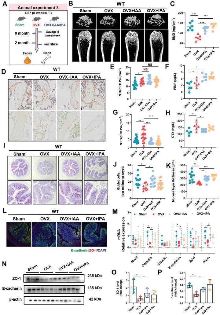 https://cdn.ncbi.nlm.nih.gov/pmc/blobs/609d/11423200/e63bb8774f4a/ADVS-11-2404545-g001.jpg