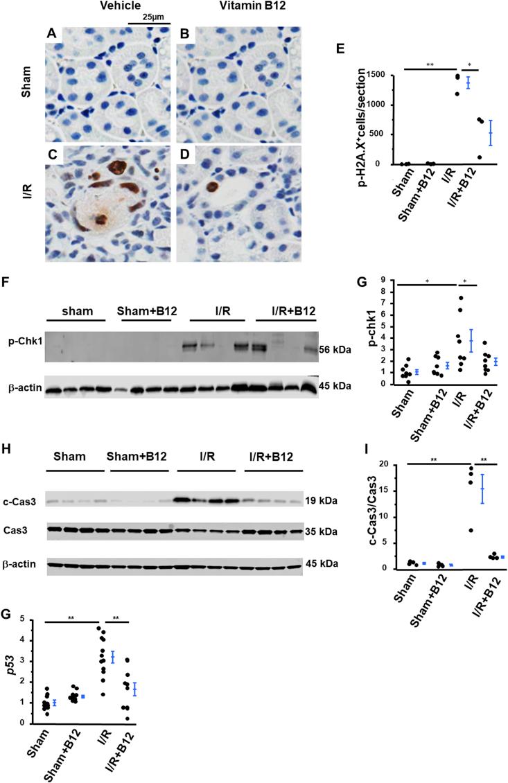 https://cdn.ncbi.nlm.nih.gov/pmc/blobs/60a4/7078436/ffb491e29c6d/gr5.jpg