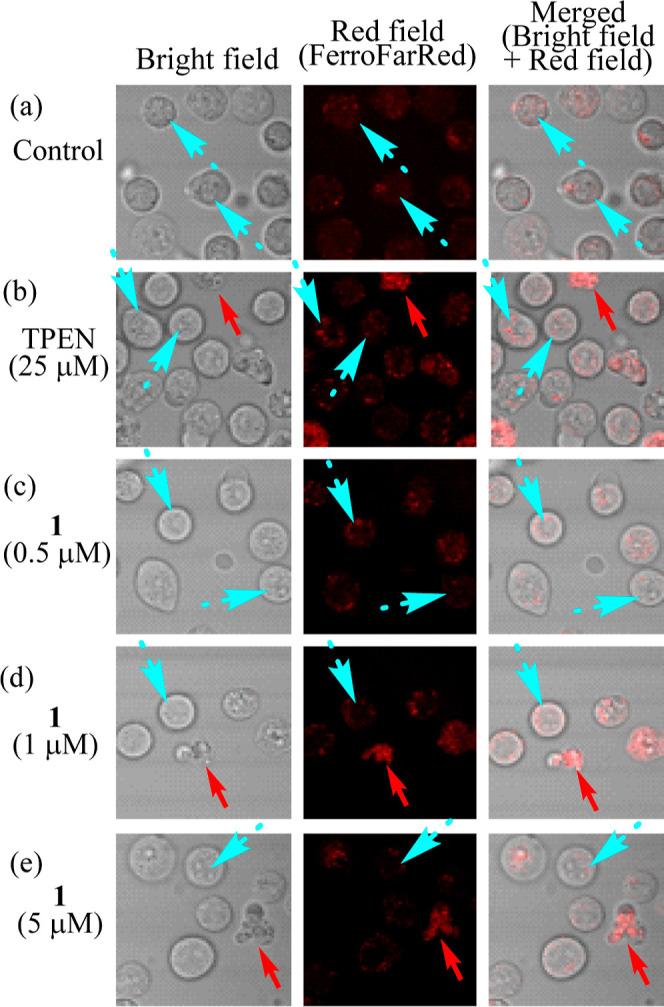 https://cdn.ncbi.nlm.nih.gov/pmc/blobs/60a7/10498496/b555d94d7284/ic3c01738_0014.jpg