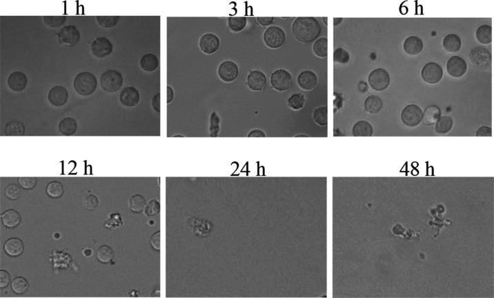 https://cdn.ncbi.nlm.nih.gov/pmc/blobs/60a7/10498496/b6c3423d506c/ic3c01738_0002.jpg
