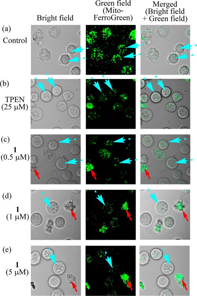 https://cdn.ncbi.nlm.nih.gov/pmc/blobs/60a7/10498496/cb3e68068cb4/ic3c01738_0013.jpg