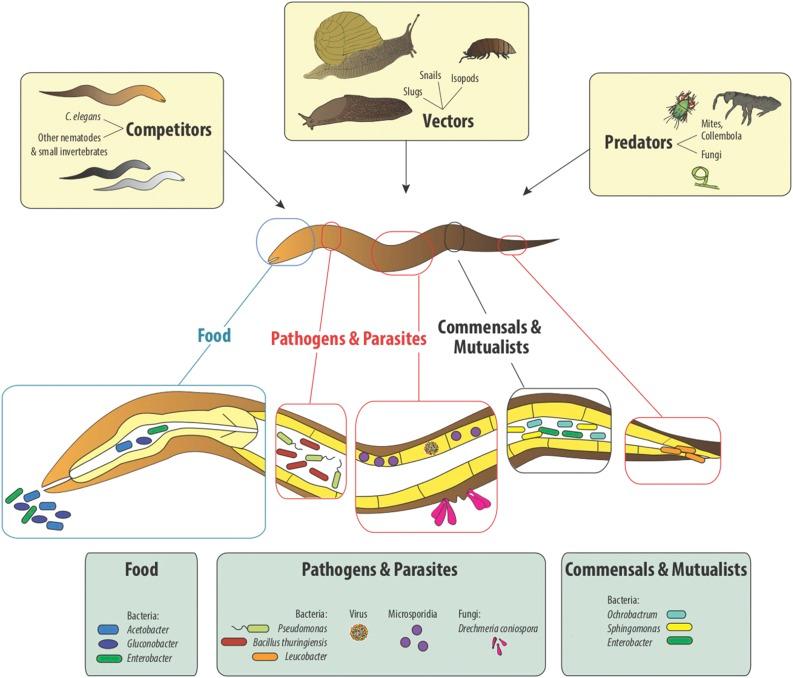 https://cdn.ncbi.nlm.nih.gov/pmc/blobs/60ab/5419493/ebccb1c2f5a3/55fig1.jpg