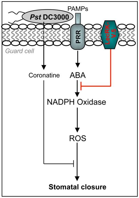 https://cdn.ncbi.nlm.nih.gov/pmc/blobs/60ad/3276567/ec6649a4f573/ppat.1002513.g009.jpg