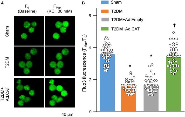 https://cdn.ncbi.nlm.nih.gov/pmc/blobs/60ae/9082497/8c5b3b27cc4c/fcvm-09-871852-g0005.jpg