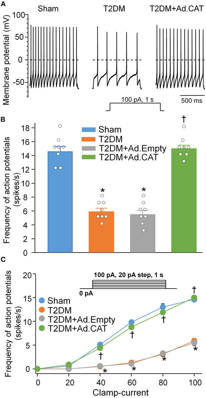 https://cdn.ncbi.nlm.nih.gov/pmc/blobs/60ae/9082497/b81765e6f1a5/fcvm-09-871852-g0004.jpg