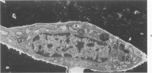 https://cdn.ncbi.nlm.nih.gov/pmc/blobs/60b0/2032516/3039cd423c66/amjpathol00448-0041-a.jpg