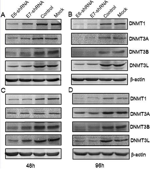 https://cdn.ncbi.nlm.nih.gov/pmc/blobs/60b1/4695162/6ae4f34680c8/oncotarget-06-23930-g004.jpg