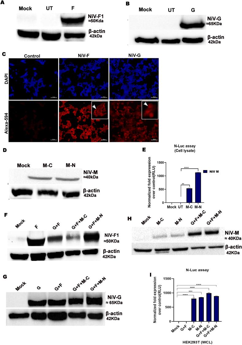https://cdn.ncbi.nlm.nih.gov/pmc/blobs/60b2/11167343/1bc85691842e/gr1a.jpg