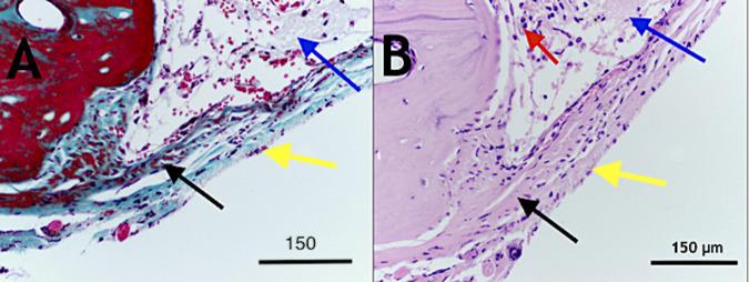 https://cdn.ncbi.nlm.nih.gov/pmc/blobs/60b2/8403111/f9b0c98d4dcb/10856_2021_6585_Fig6_HTML.jpg
