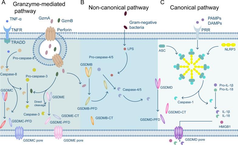 https://cdn.ncbi.nlm.nih.gov/pmc/blobs/60b2/9733270/58491d3ec797/13045_2022_1392_Fig2_HTML.jpg