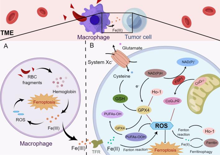 https://cdn.ncbi.nlm.nih.gov/pmc/blobs/60b2/9733270/68239cd9afae/13045_2022_1392_Fig3_HTML.jpg