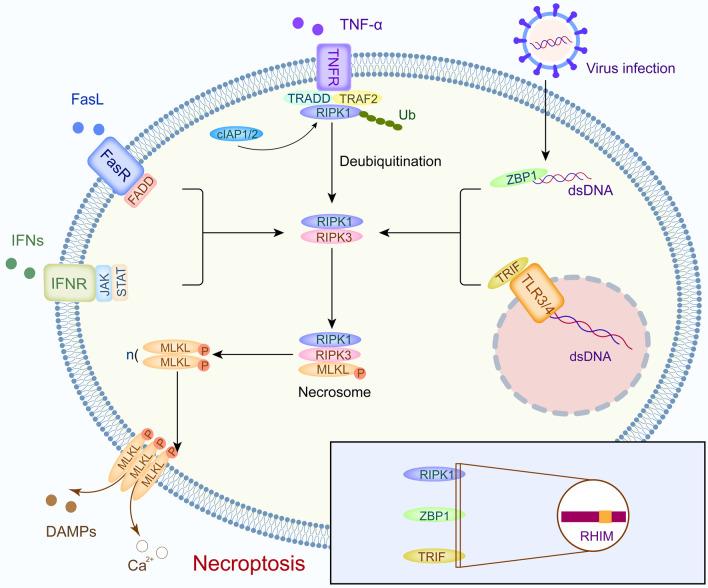 https://cdn.ncbi.nlm.nih.gov/pmc/blobs/60b2/9733270/a6c8e2603f4c/13045_2022_1392_Fig1_HTML.jpg