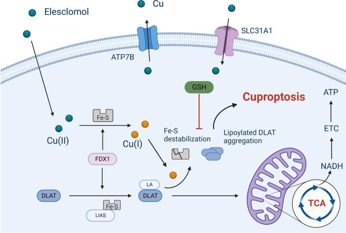https://cdn.ncbi.nlm.nih.gov/pmc/blobs/60b2/9733270/cee8a5866331/13045_2022_1392_Fig4_HTML.jpg