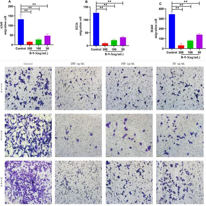 https://cdn.ncbi.nlm.nih.gov/pmc/blobs/60b3/12107193/d1618466f424/fphar-16-1526952-g006.jpg