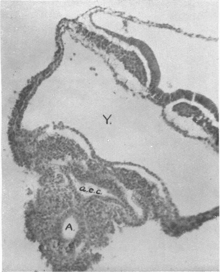 https://cdn.ncbi.nlm.nih.gov/pmc/blobs/60b3/1252341/404fa02060fc/janat00531-0078-a.jpg