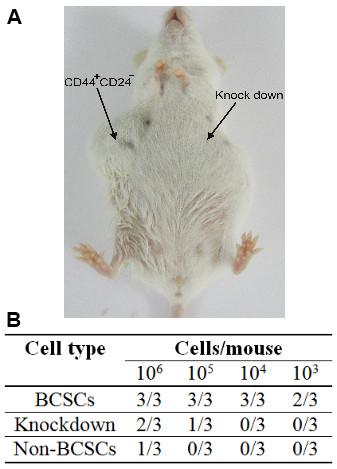 https://cdn.ncbi.nlm.nih.gov/pmc/blobs/60b8/3251542/b47448bc229d/1479-5876-9-209-7.jpg