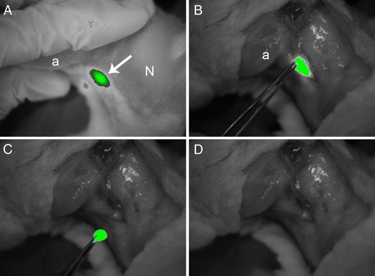 https://cdn.ncbi.nlm.nih.gov/pmc/blobs/60ba/3369133/54408abb454f/259_2012_2080_Fig4_HTML.jpg