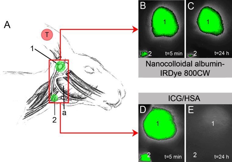 https://cdn.ncbi.nlm.nih.gov/pmc/blobs/60ba/3369133/d1ac5968ca44/259_2012_2080_Fig2_HTML.jpg