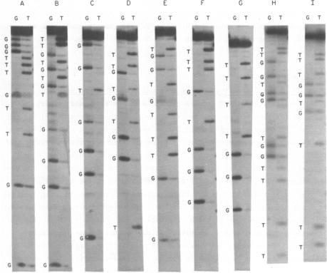 https://cdn.ncbi.nlm.nih.gov/pmc/blobs/60c0/336647/af180834f048/nar00153-0356-a.jpg