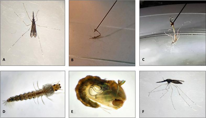 https://cdn.ncbi.nlm.nih.gov/pmc/blobs/60c1/11186460/ce283c0452a3/parasite-31-31-fig1.jpg