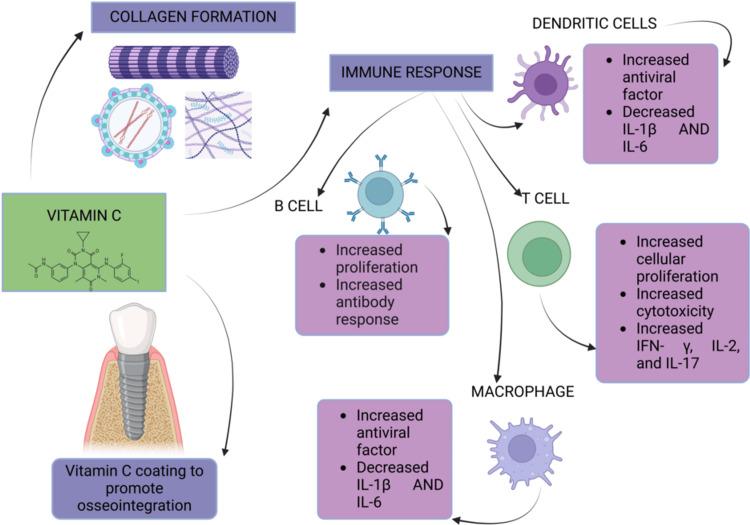 https://cdn.ncbi.nlm.nih.gov/pmc/blobs/60c1/11970441/72a238323e6c/cureus-0017-00000081694-i02.jpg