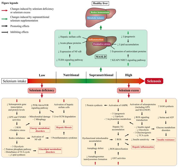 https://cdn.ncbi.nlm.nih.gov/pmc/blobs/60c2/12348178/4bc1c09cfd29/nutrients-17-02484-g003.jpg