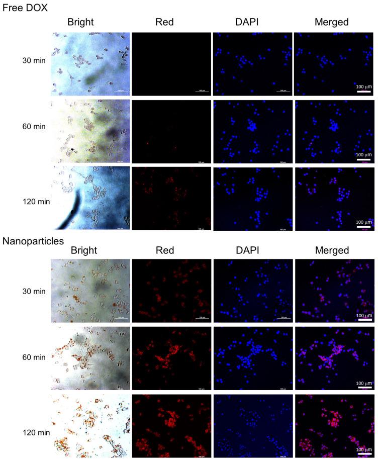 https://cdn.ncbi.nlm.nih.gov/pmc/blobs/60c5/10531032/013943624ef9/ijms-24-13704-g007.jpg