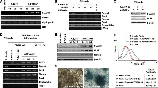 https://cdn.ncbi.nlm.nih.gov/pmc/blobs/60c6/3001083/ada25b6d8c48/gkq715f4.jpg