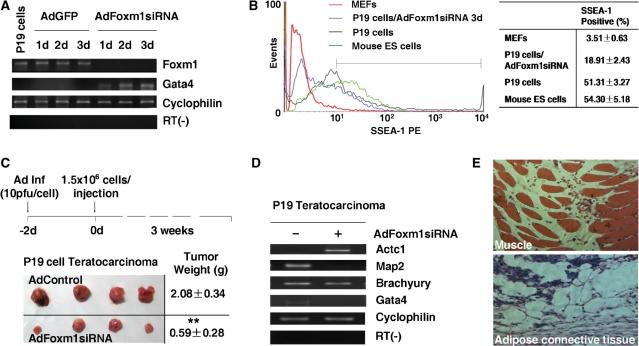 https://cdn.ncbi.nlm.nih.gov/pmc/blobs/60c6/3001083/d656c0edaf61/gkq715f2.jpg