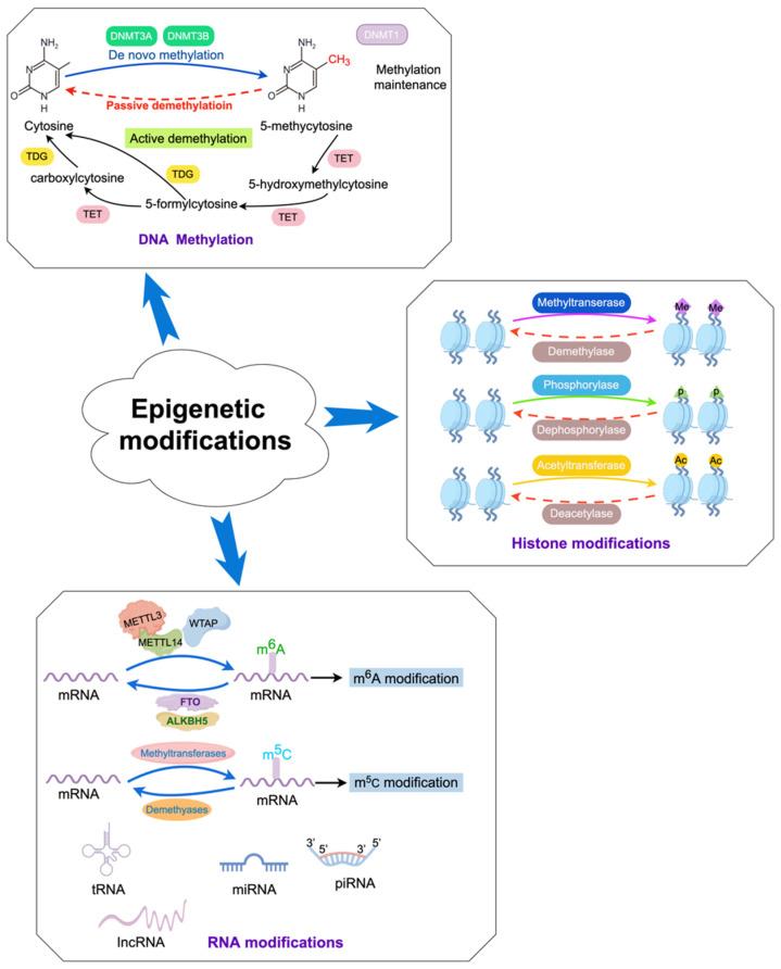 https://cdn.ncbi.nlm.nih.gov/pmc/blobs/60c9/11351752/d8a926a4ea03/biomedicines-12-01633-g002.jpg