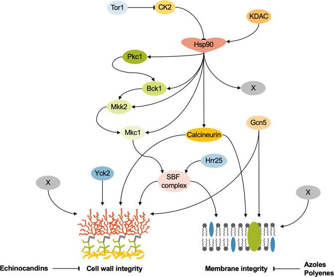 https://cdn.ncbi.nlm.nih.gov/pmc/blobs/60ca/11721396/240de88f007c/44259_2023_7_Fig2_HTML.jpg