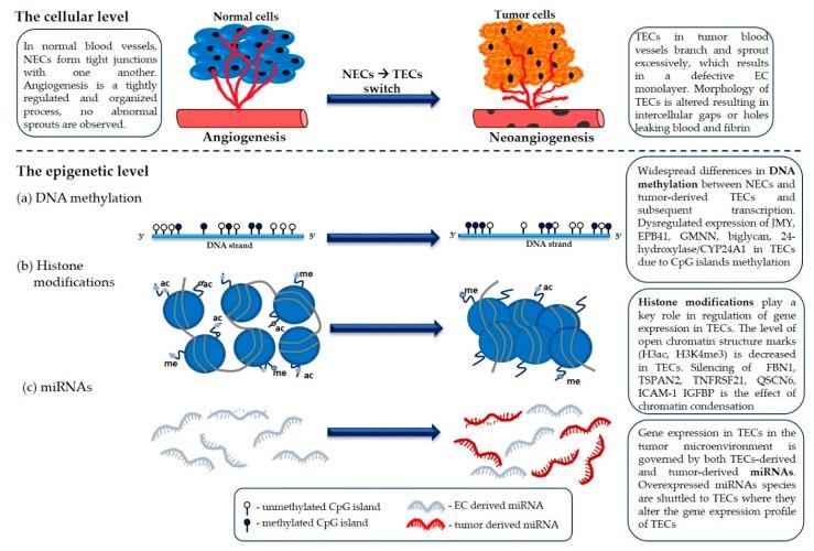 https://cdn.ncbi.nlm.nih.gov/pmc/blobs/60ca/7177242/11ec22d70fdc/ijms-21-02606-g003.jpg