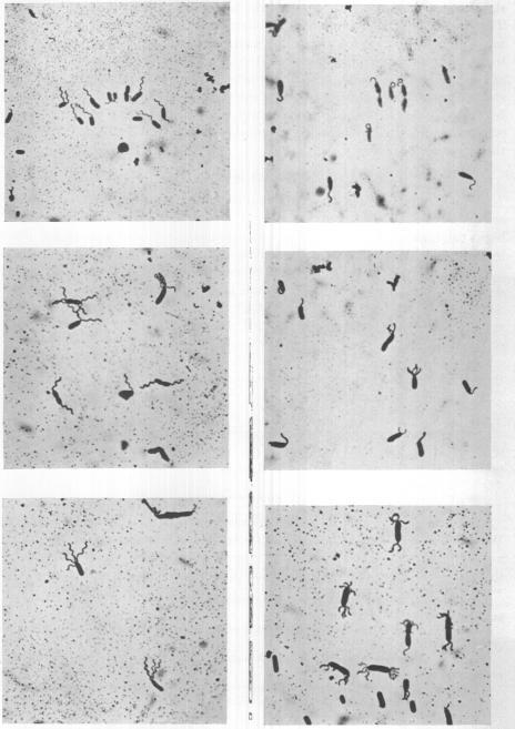 https://cdn.ncbi.nlm.nih.gov/pmc/blobs/60cc/386144/30ce3a9365ff/jbacter00614-0045-a.jpg
