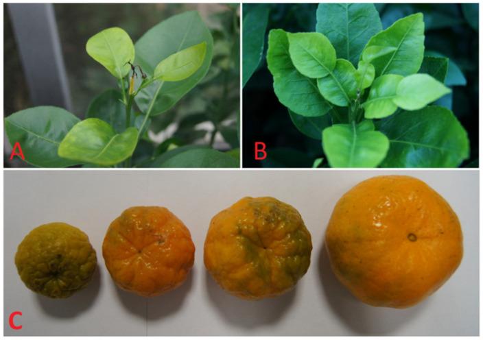 https://cdn.ncbi.nlm.nih.gov/pmc/blobs/60cc/8747704/c5b99c990bd7/plants-11-00040-g001.jpg