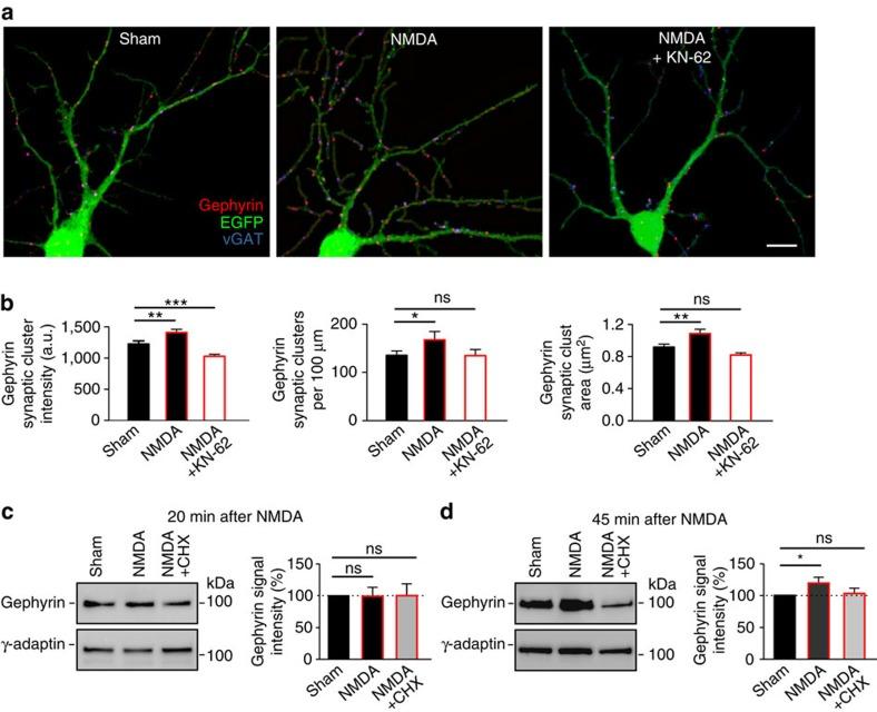 https://cdn.ncbi.nlm.nih.gov/pmc/blobs/60d1/4059940/9abf4054ef9d/ncomms4921-f4.jpg