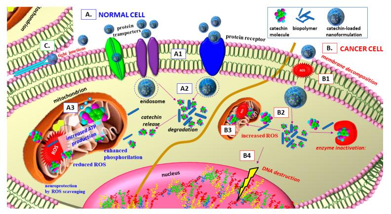 https://cdn.ncbi.nlm.nih.gov/pmc/blobs/60d8/7761086/6cf508107af8/antioxidants-09-01180-g008.jpg