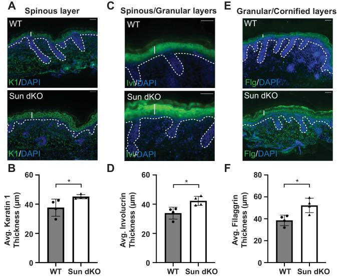https://cdn.ncbi.nlm.nih.gov/pmc/blobs/60d8/8051949/4ff27f706fa9/elife-58541-fig3-figsupp2.jpg